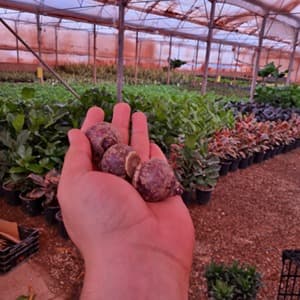 پیاز گل سنبل ایرانی (3تایی) — تصویر ۳