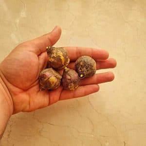 پیاز گل سنبل ایرانی (3تایی) — تصویر ۲
