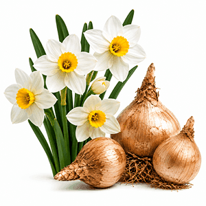 پیاز گل نرگس شیراز معطر (3تایی)