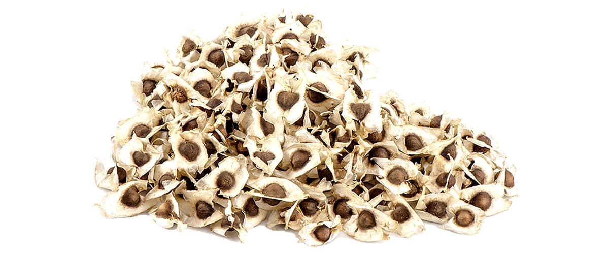 بذر مورینگا ( 10 گرمی)
