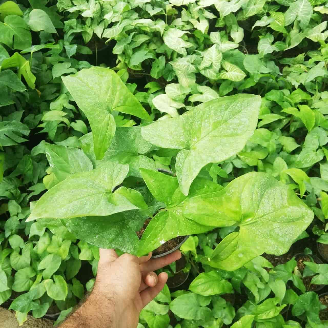 سينگونيوم سبز — تصویر ۳