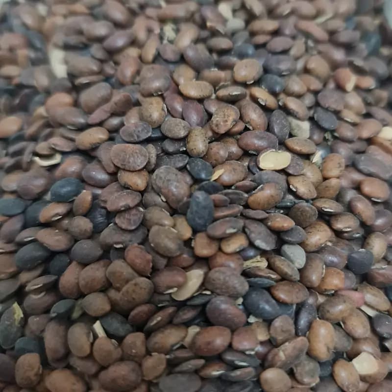 حب القلت یا ماش هندی (100گرمی)