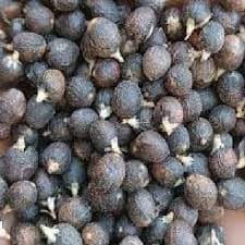 نخل اره‌ای(100گرمی )