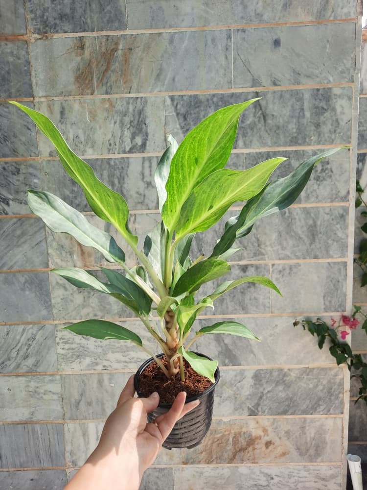 آگلونمای سیلور