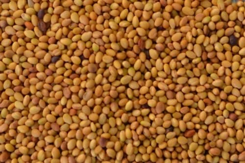 انواع بذر شبدر — تصویر ۴