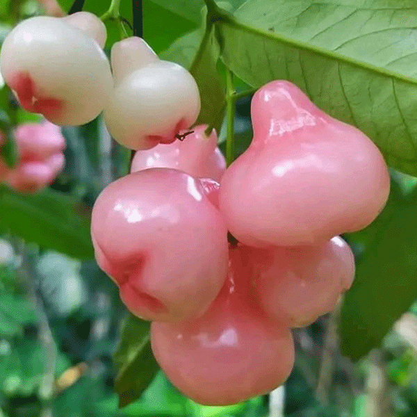 نهال بل فروت کینگ رز