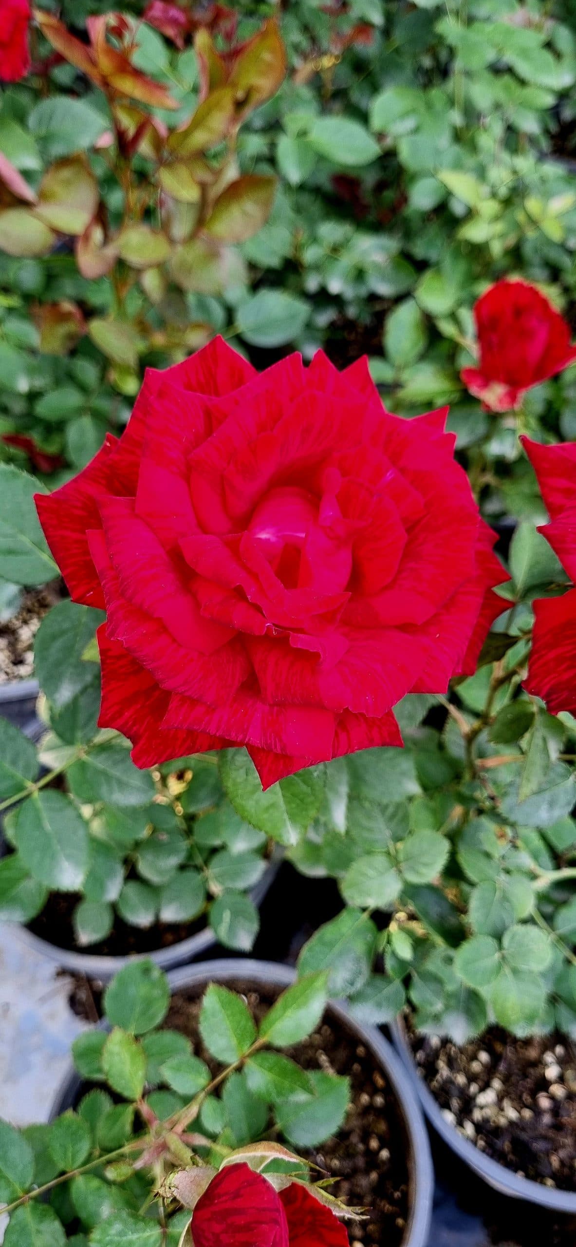 گل رز هلندی قرمز خط دار