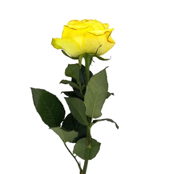 گل رز هلندی زرد — تصویر ۵
