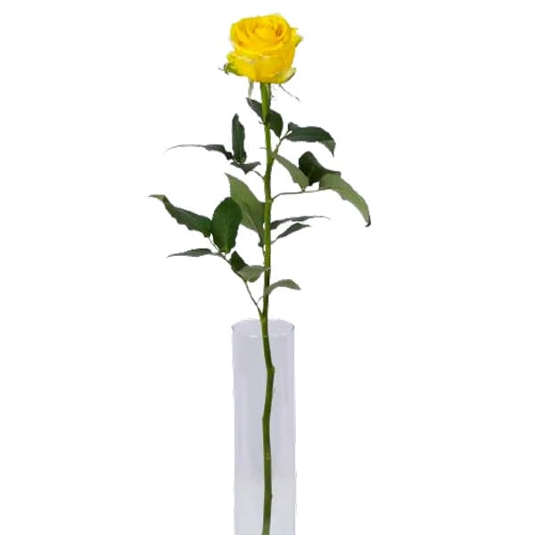 گل رز هلندی زرد — تصویر ۶