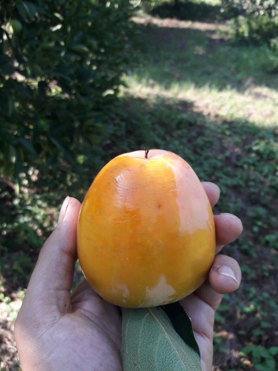 نهال خرمالوی سیبی — تصویر ۵