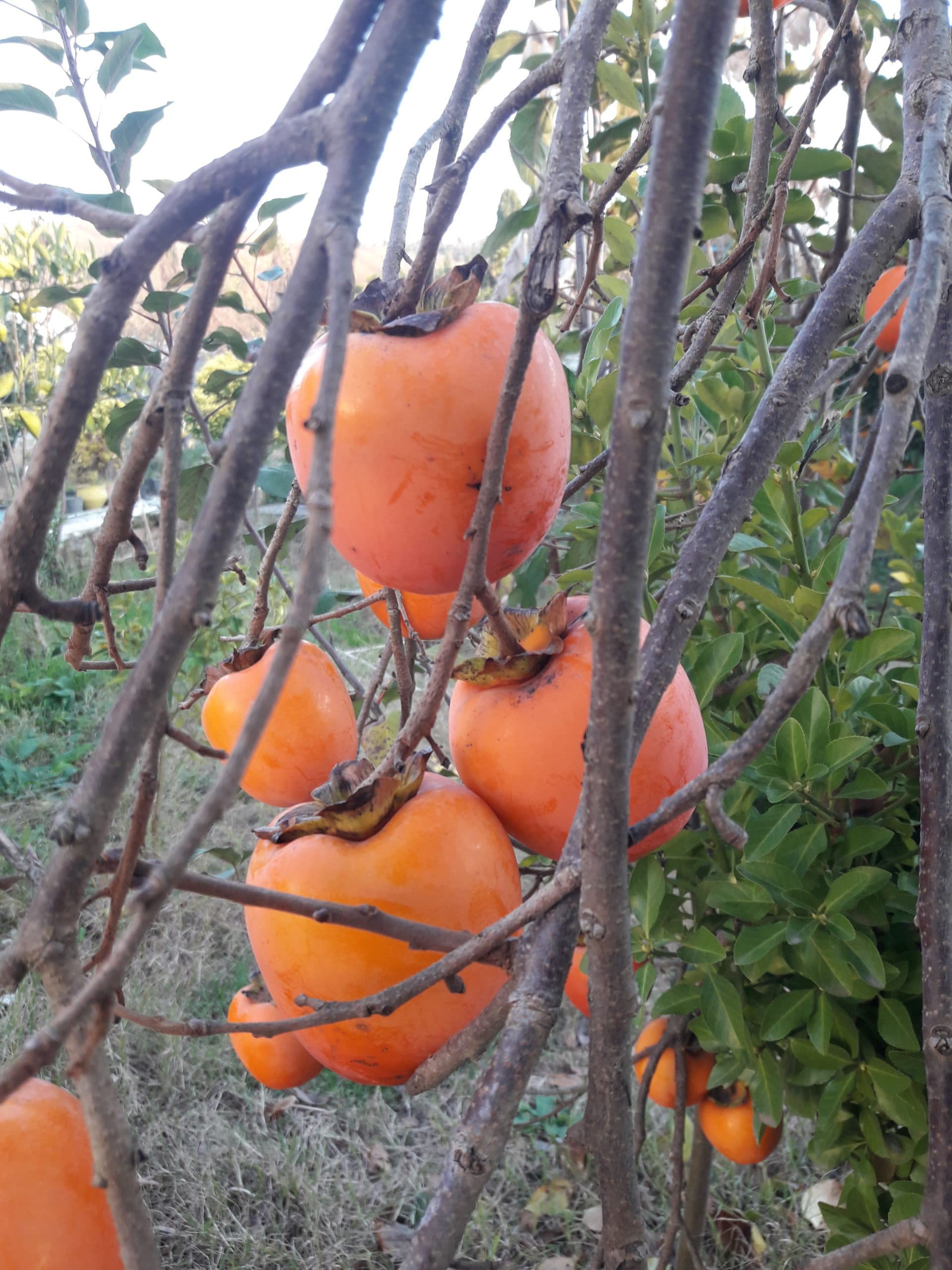 نهال خرمالوی سیبی — تصویر ۸