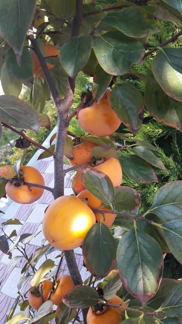 نهال خرمالوی سیبی — تصویر ۳