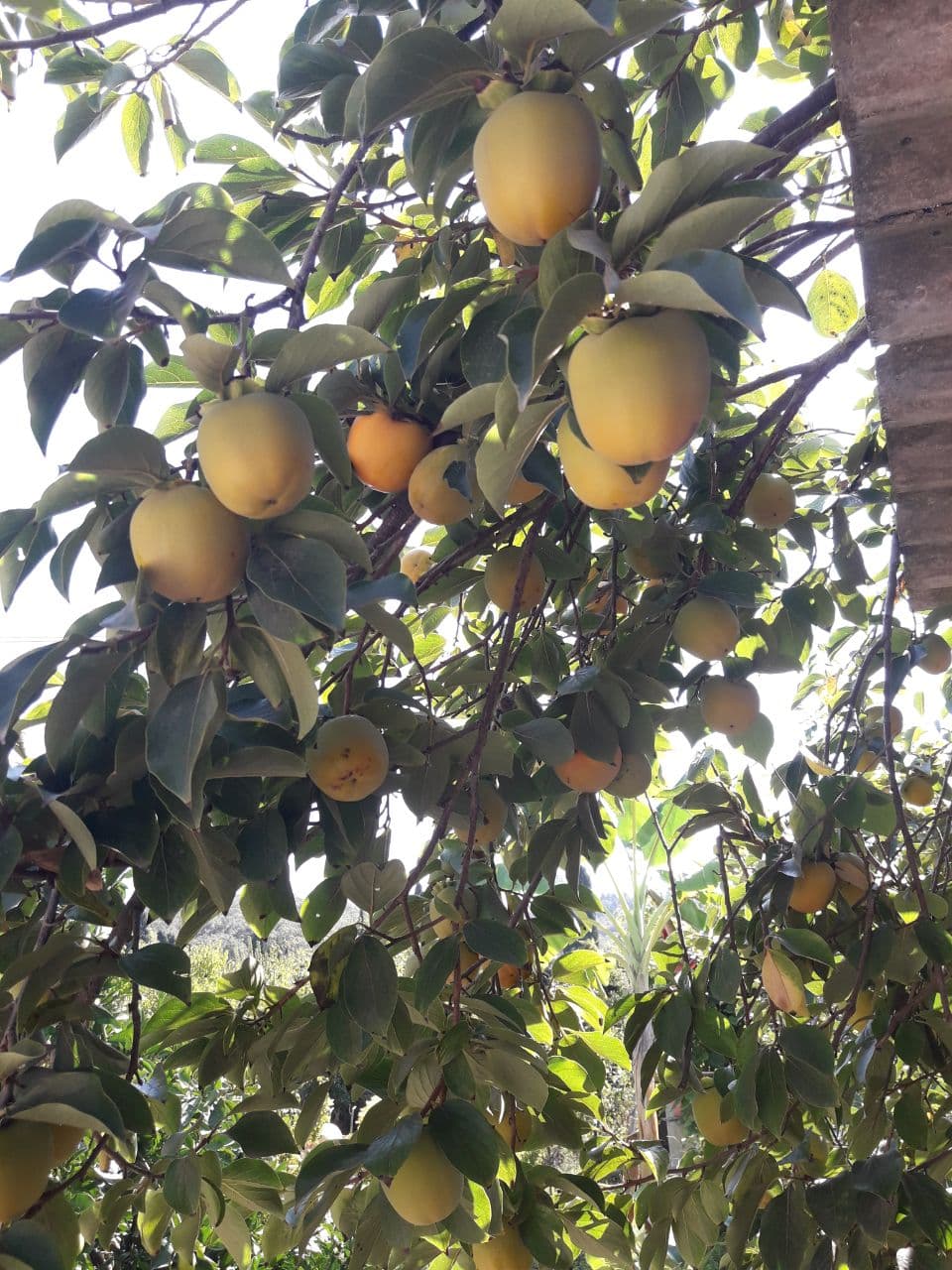 نهال خرمالوی سیبی — تصویر ۶