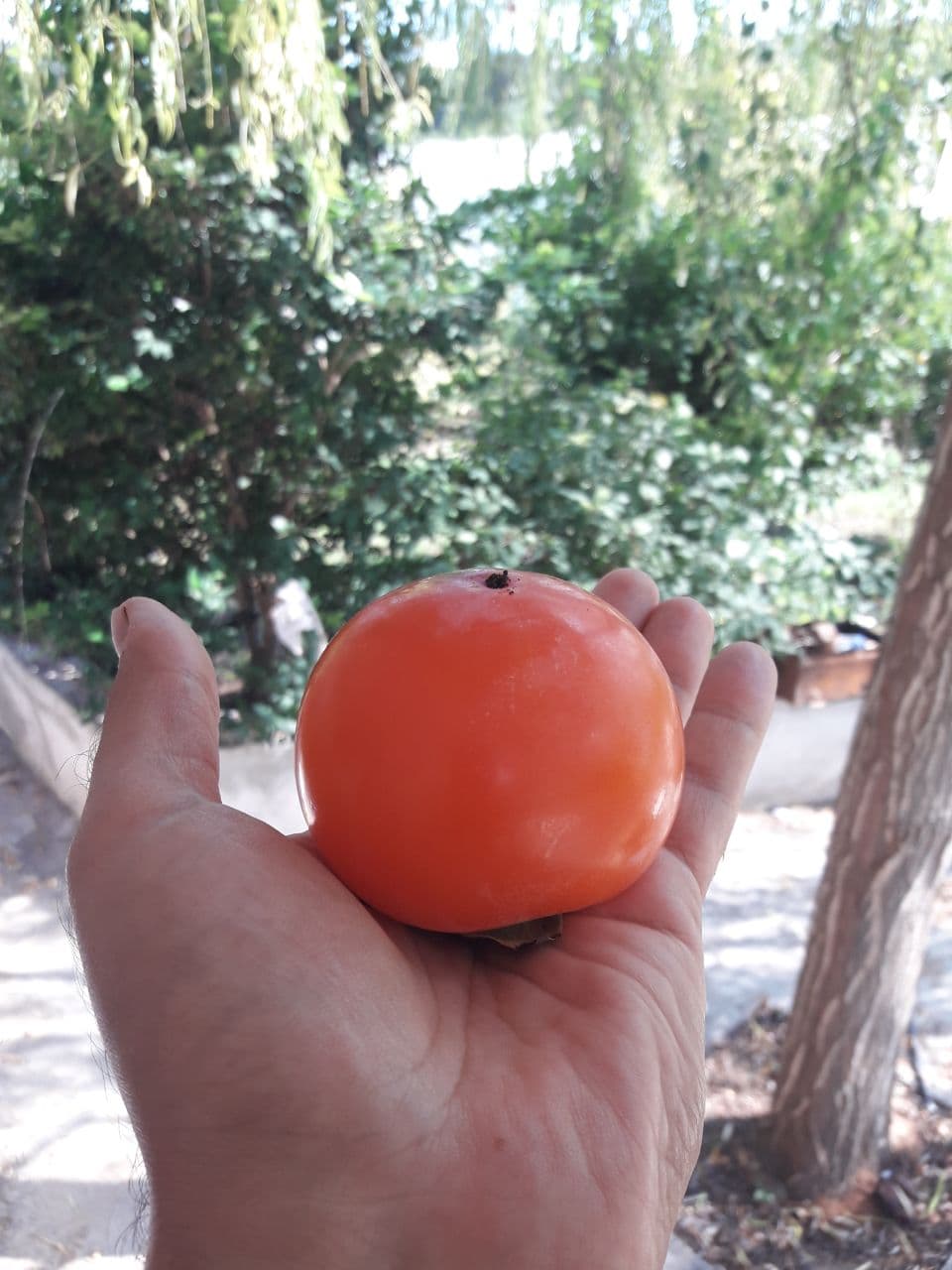 نهال خرمالوی سیبی — تصویر ۷