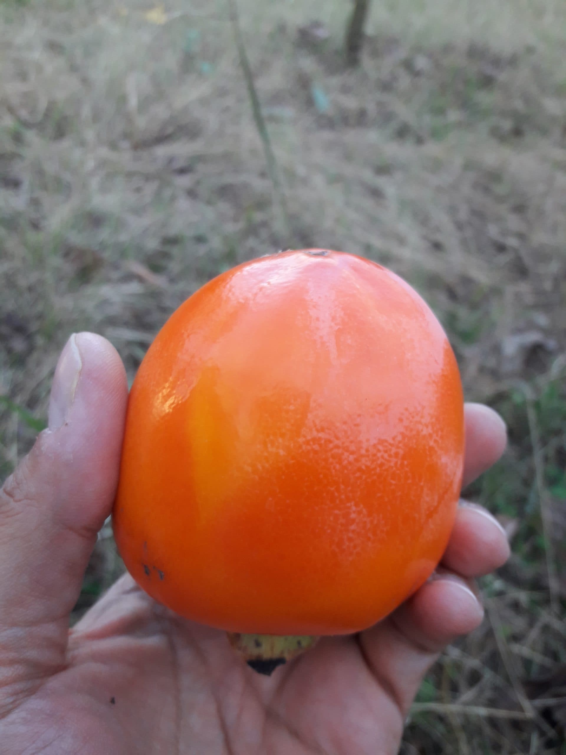 نهال خرمالوی سیبی — تصویر ۹