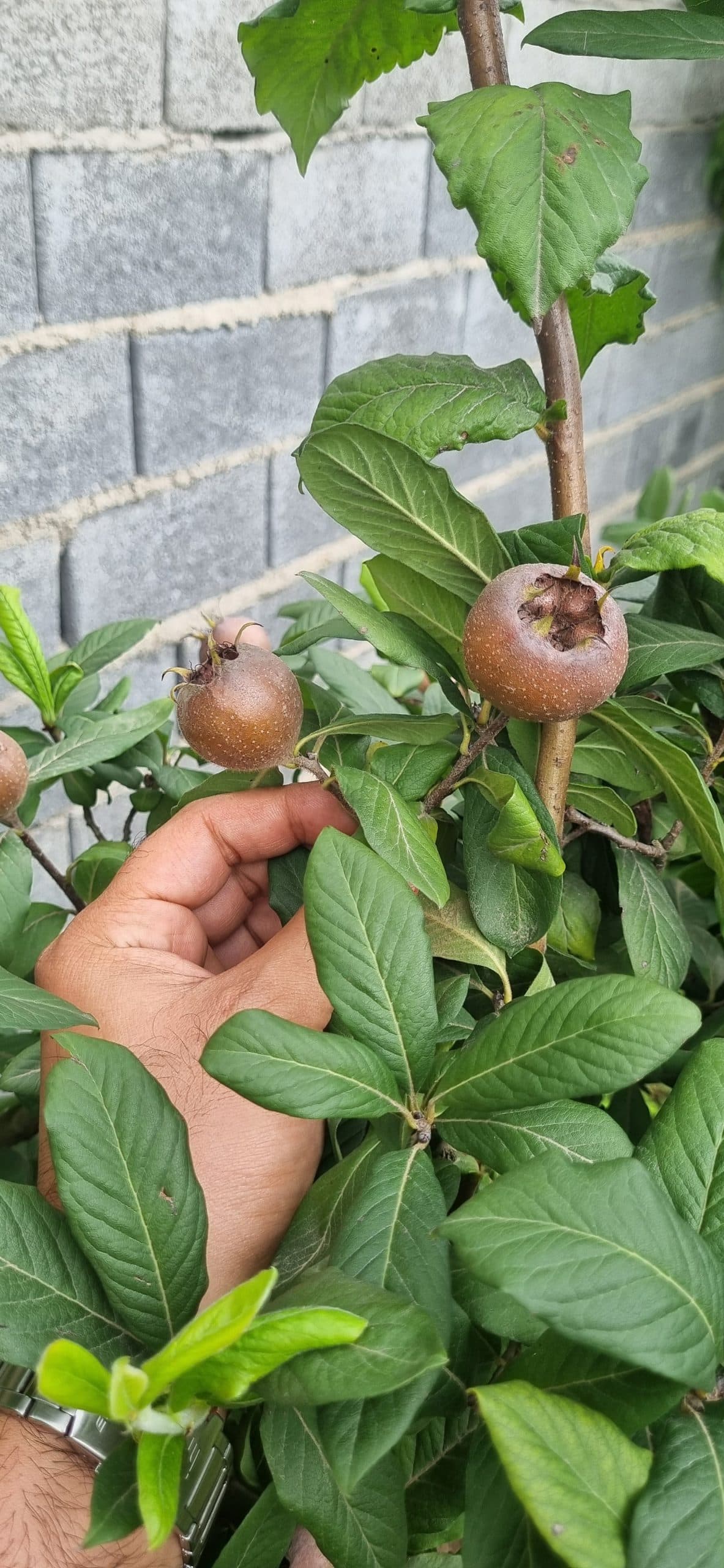نهال کندس پیوندی — تصویر ۳