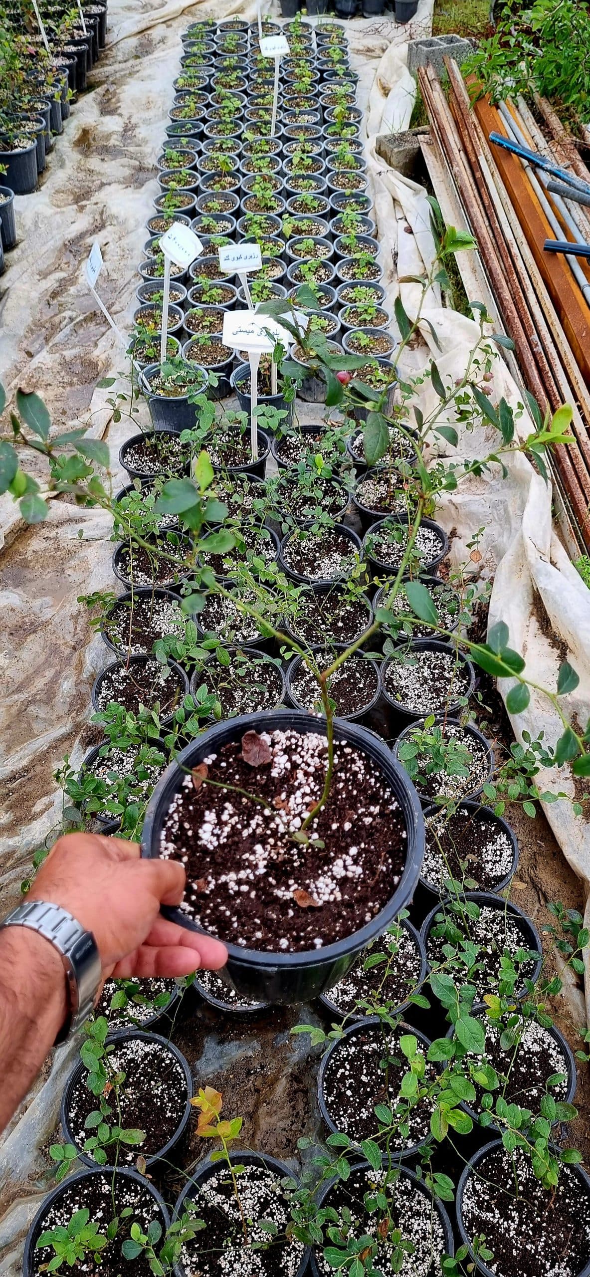 نهال بلوبری میستی — تصویر ۳