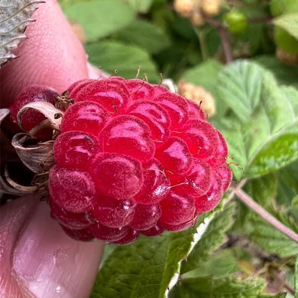 نهال رزبری قرمز سانیچ
