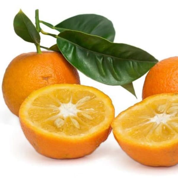 نهال نارنج ( نارنج محلی )