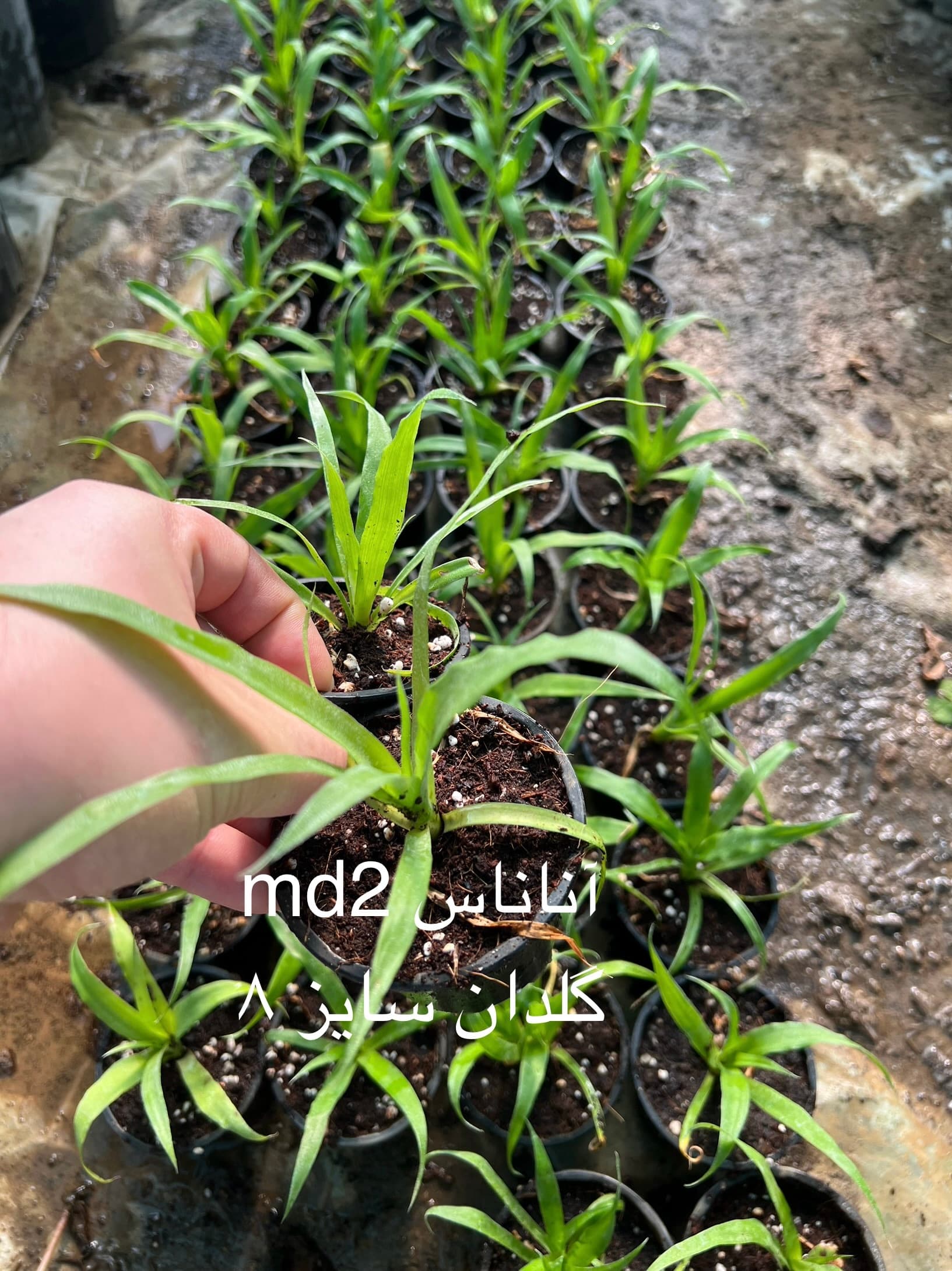 نهال آناناس طلایی ( گلدن سوییت ) – آناناس MD2 — تصویر ۲