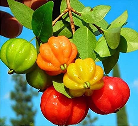 نهال گیلاس سورینام ( گیلاس فلوریدا – گیلاس گرمسیری )