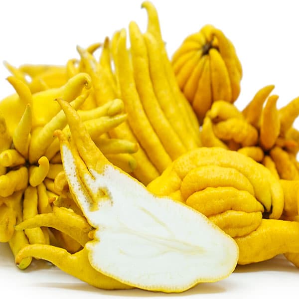 نهال دست بودا ( پنجه بودا )