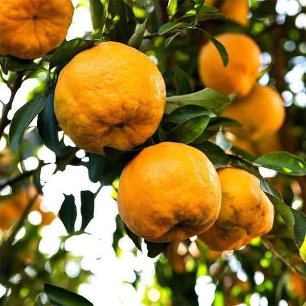 نهال نارنگی پونکن ( یونسی )