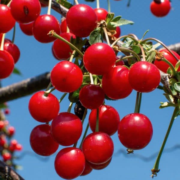 رب آلبالو طعم دهنده عالی غذا وزن 400 گرم — تصویر ۳
