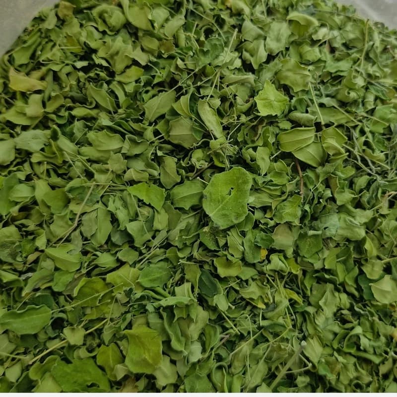 پودر مورینگا 75 گرم