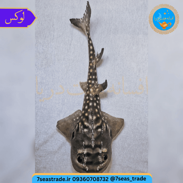 دکوری کلکسیونی ماهی کوسه قاشقی تاکسیدرمی طبیعی ۴۱ سانتی