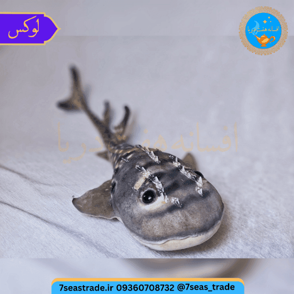 دکوری کلکسیونی ماهی کوسه قاشقی تاکسیدرمی طبیعی ۴۱ سانتی — تصویر ۳