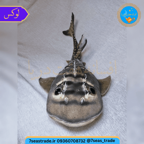 دکوری کلکسیونی ماهی کوسه قاشقی تاکسیدرمی طبیعی ۴۱ سانتی — تصویر ۶