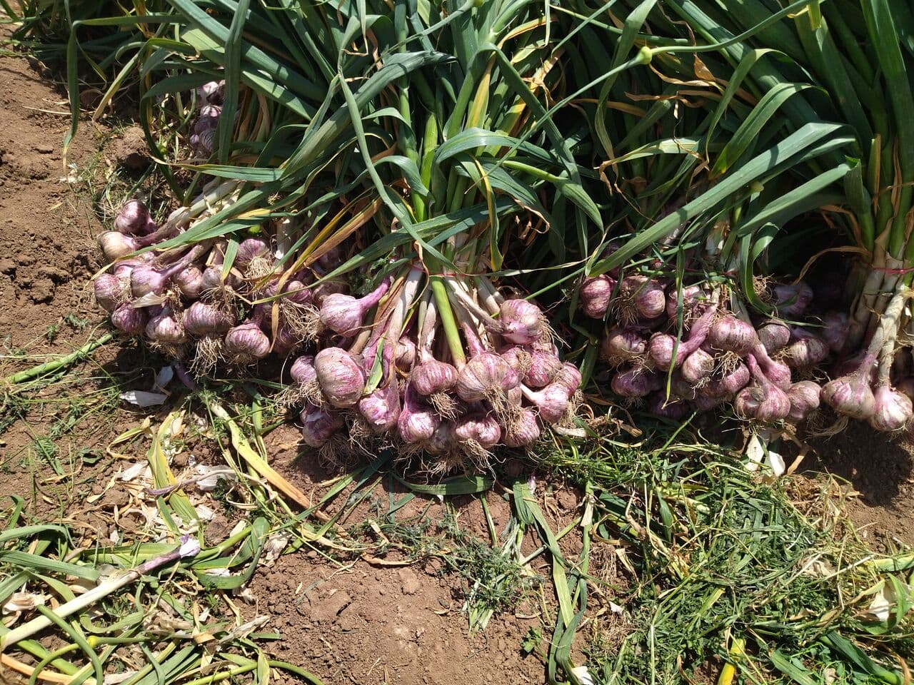 سیر قرمز دشت مغان بوته ای(1 تن)|عمده فروشی