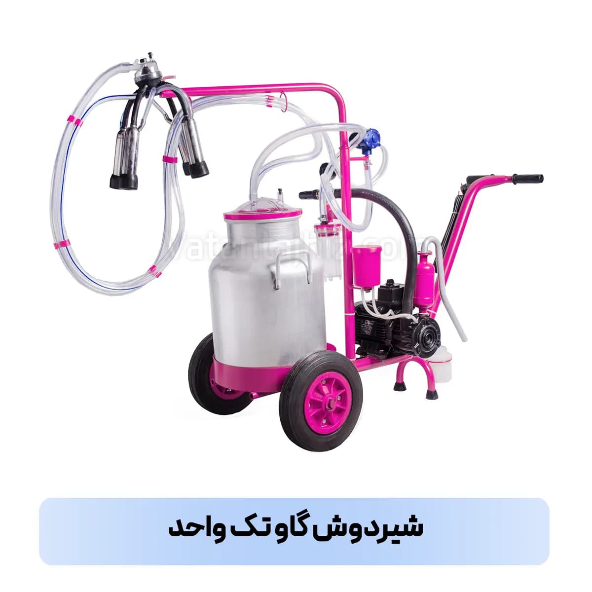 شیردوش تک واحد گاوی