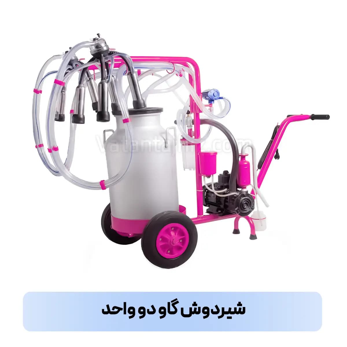 شیردوش دو واحد گاوی