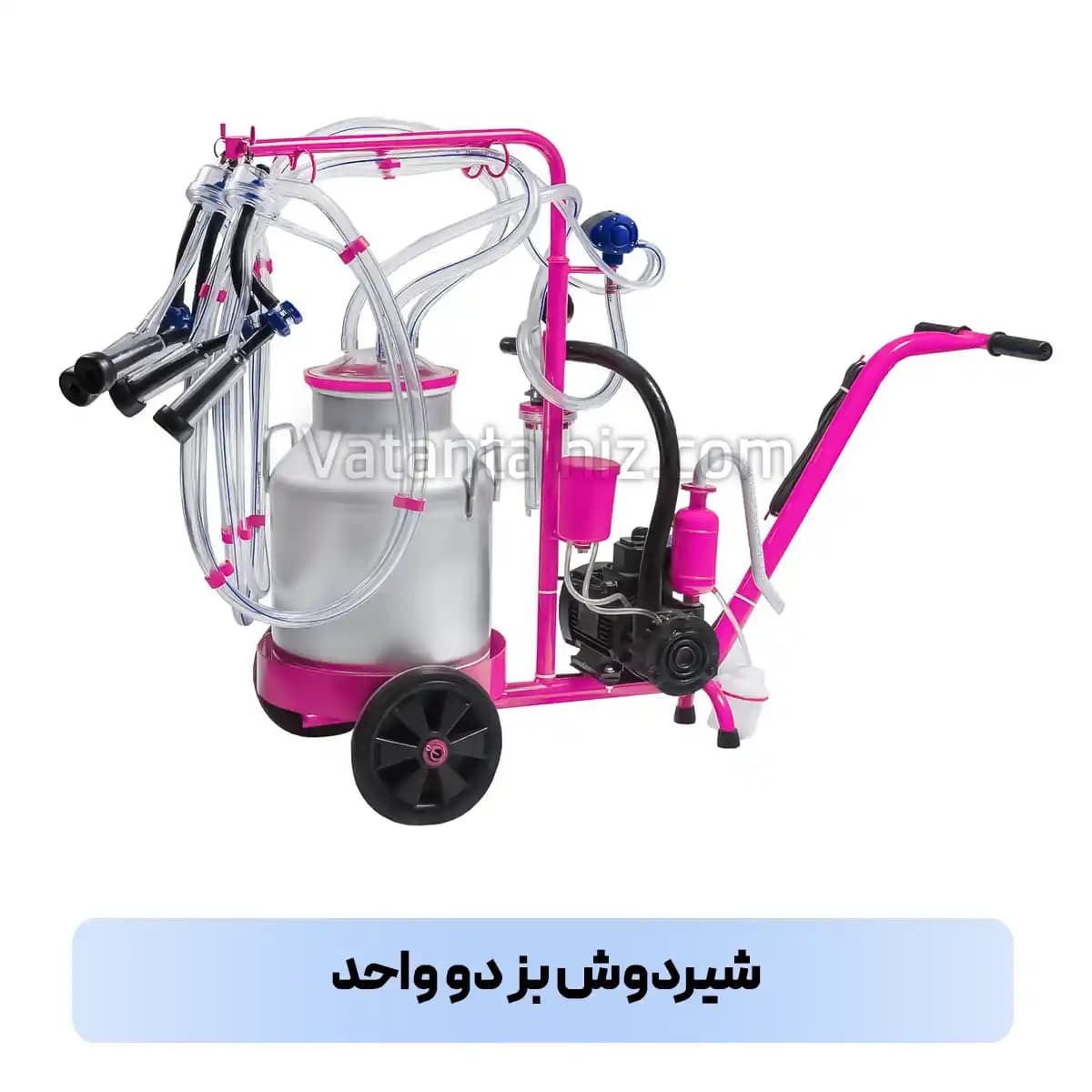 شیردوش دو واحد بز