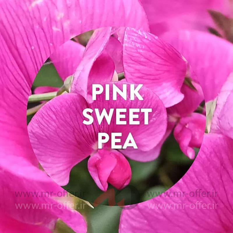 ژل خوشبو کننده هوا ایرویک مدل Pink Sweet Pea وزن 70 گرم — تصویر ۳