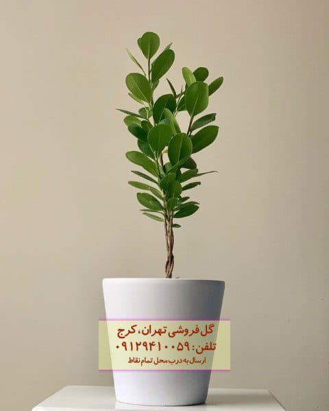فیکوس میکروکارپا برای طراحی فضای کاری