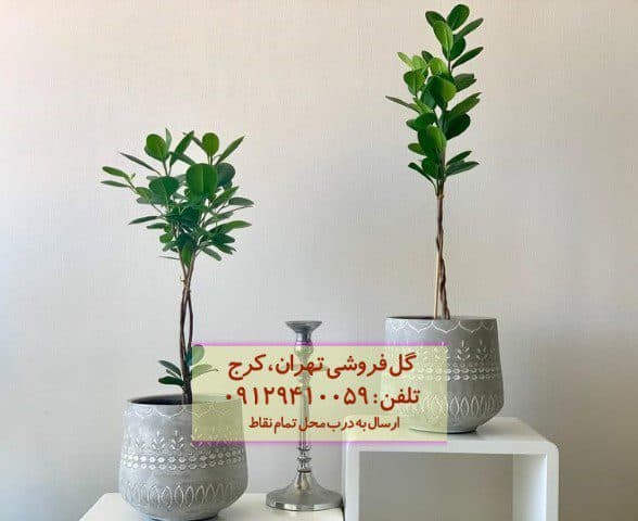 فروش فیکوس میکروکارپا برای تزئین فضای اداری