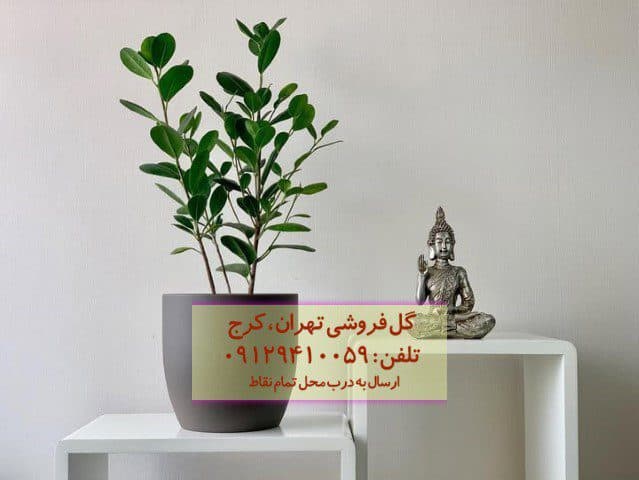 فروش انجیر پرده‌ای برای طراحی فضای استراحت