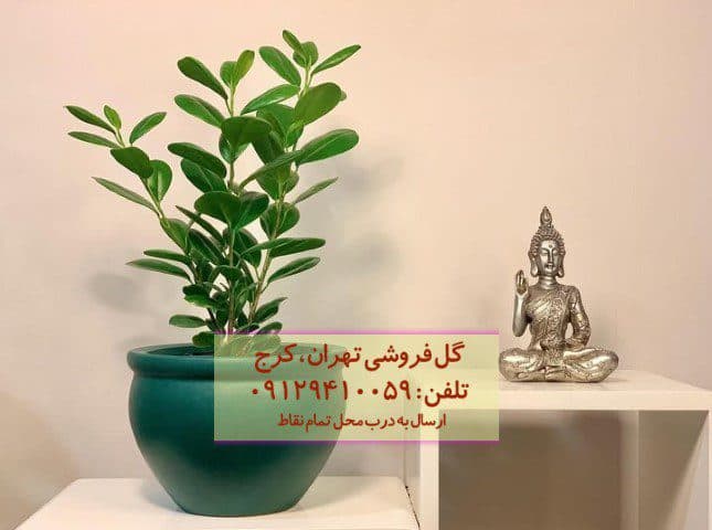 فروش انجیر پرده‌ای برای تزئین سالن‌های انتظار