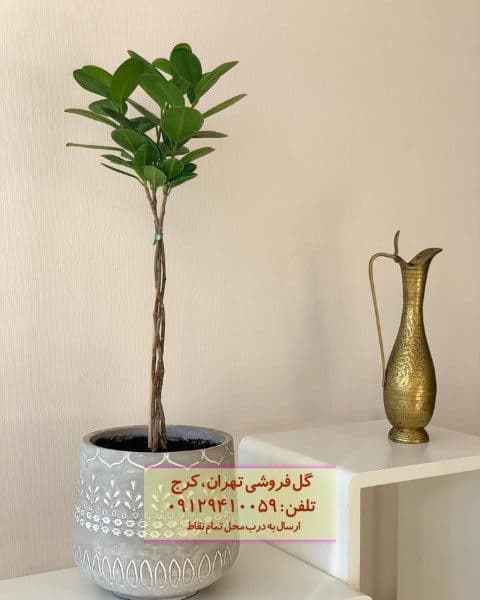 انجیر پرده‌ای برای تزئین مطب