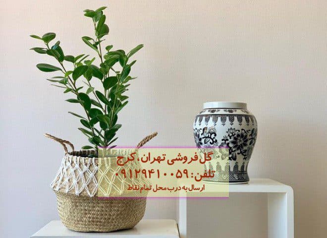 فیکوس میکروکارپا مناسب برای تزئین دیوارهای عمودی