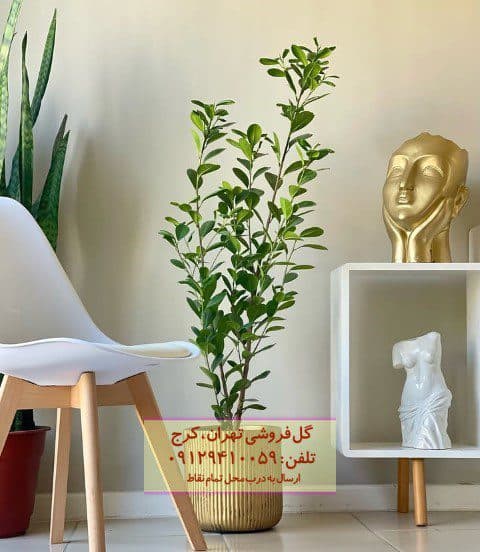 فیکوس میکروکارپا برای طراحی فضای داخل خانه