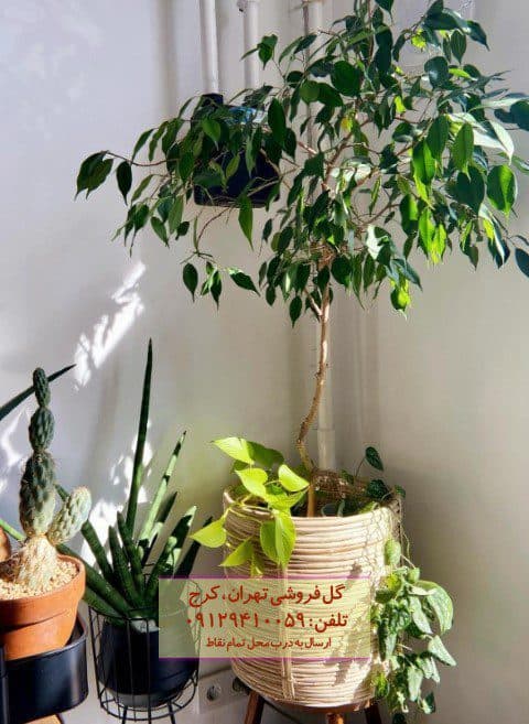 گیاه انجیر برگ ریز مناسب برای طراحی فضای باز