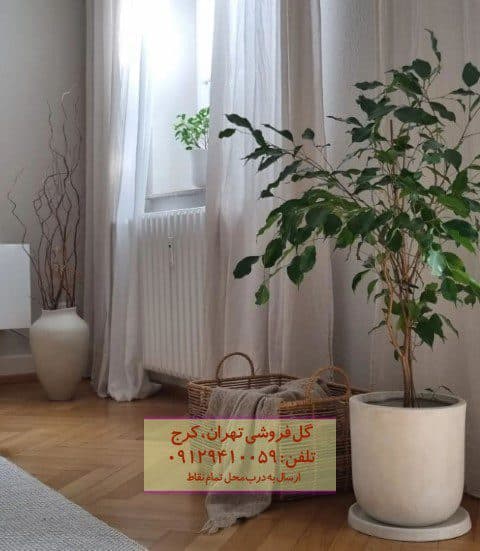 فیکوس بنجامین مناسب برای دکوراسیون هتل