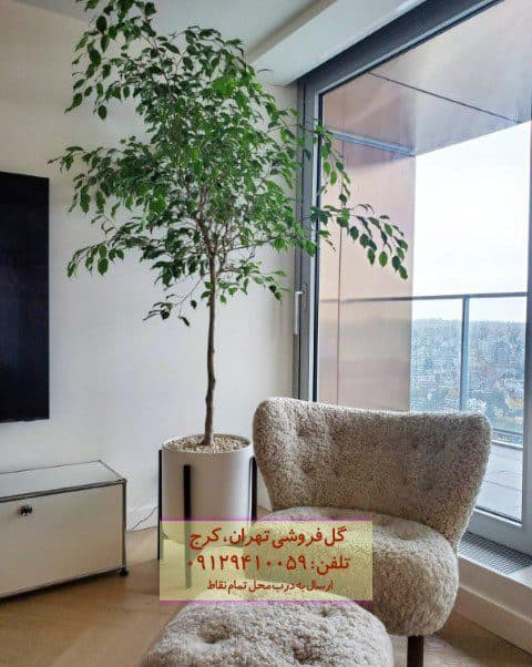 گیاه انجیر برگ ریز مناسب برای تزئین تراس