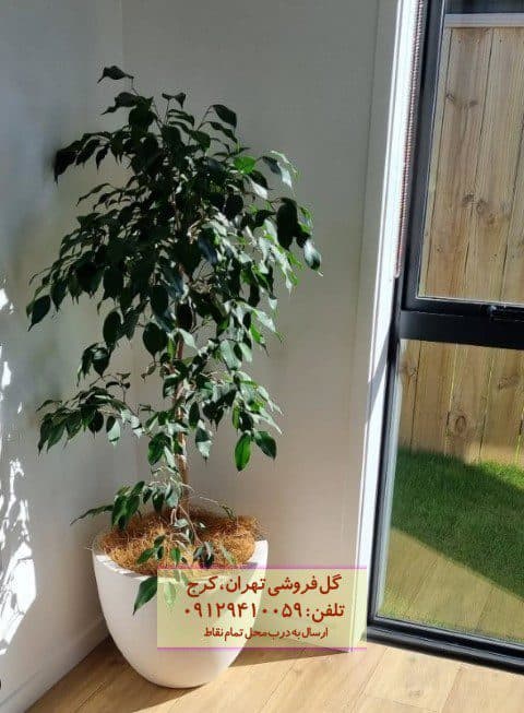 گیاه انجیر برگ ریز برای زیباسازی فضای کوچک