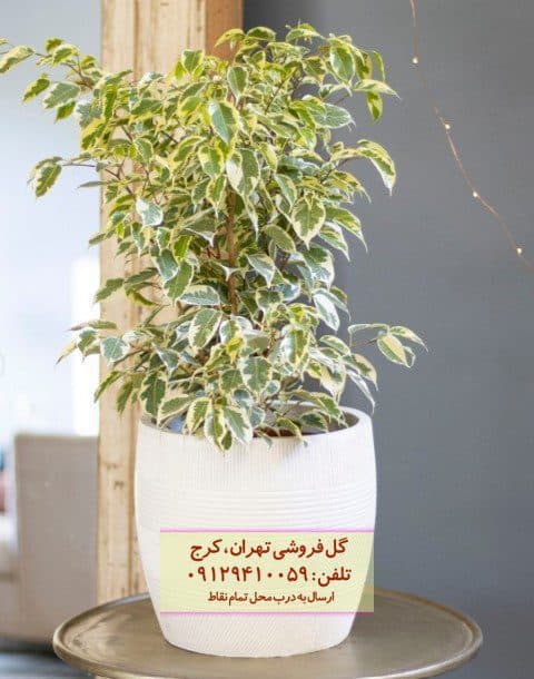 فیکوس بنجامین برای زیباسازی فضای رستوران