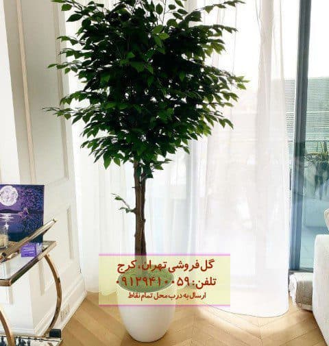 فروش فیکوس بنجامین برای طراحی فضای استراحت